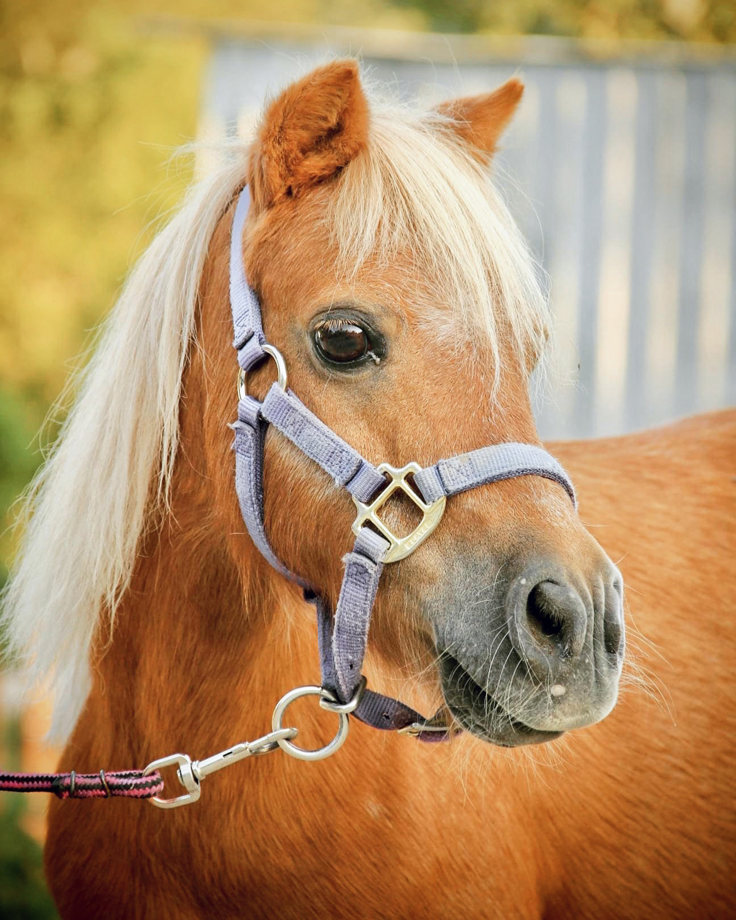 A close-up of a light brown pony with a long, blond mane, wearing a purple halter and lead rope, standing outdoors with a blurred background.