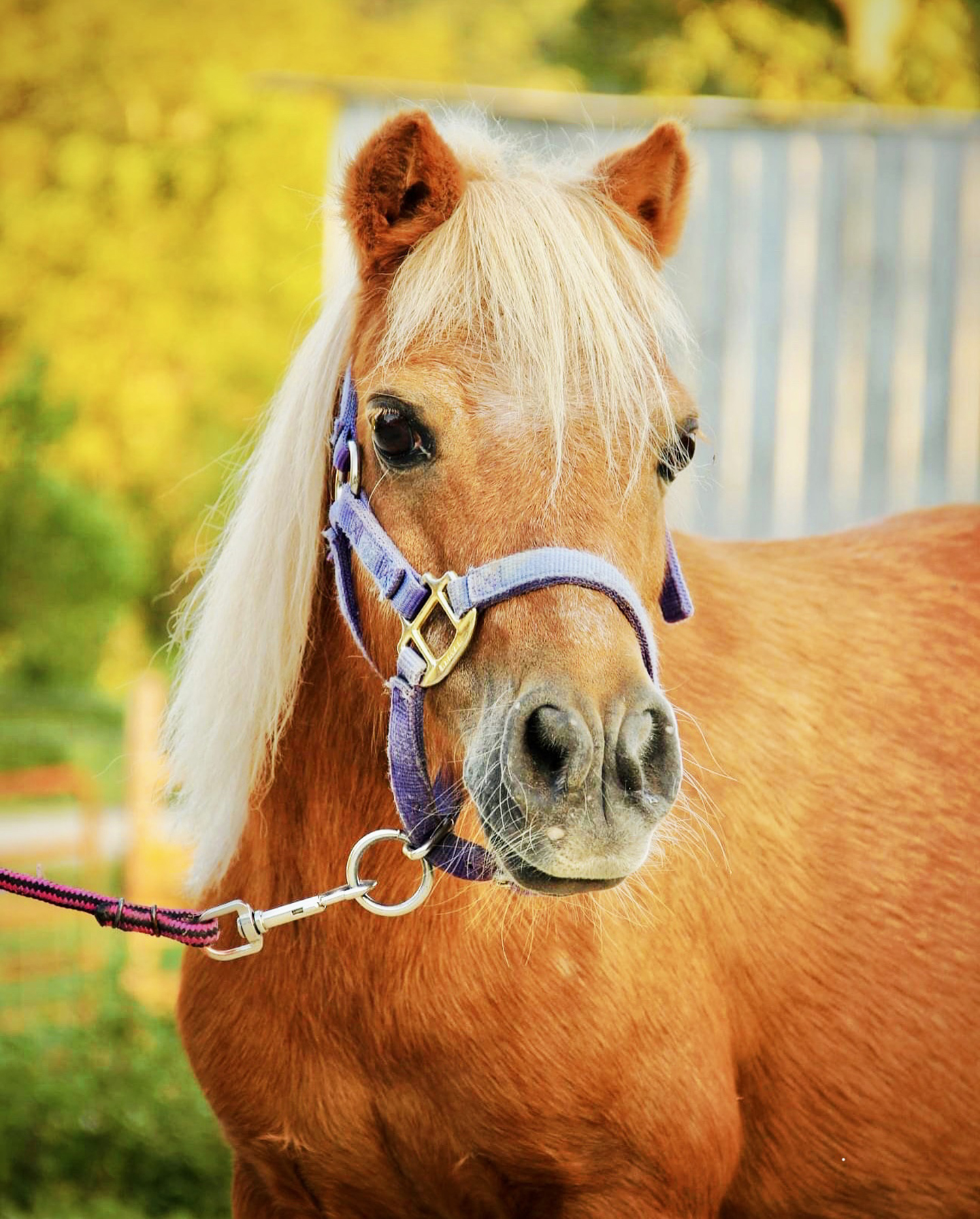 A close-up of a light brown pony with a pale blonde mane, wearing a purple halter, standing outdoors with green foliage and a blurred fence in the background.