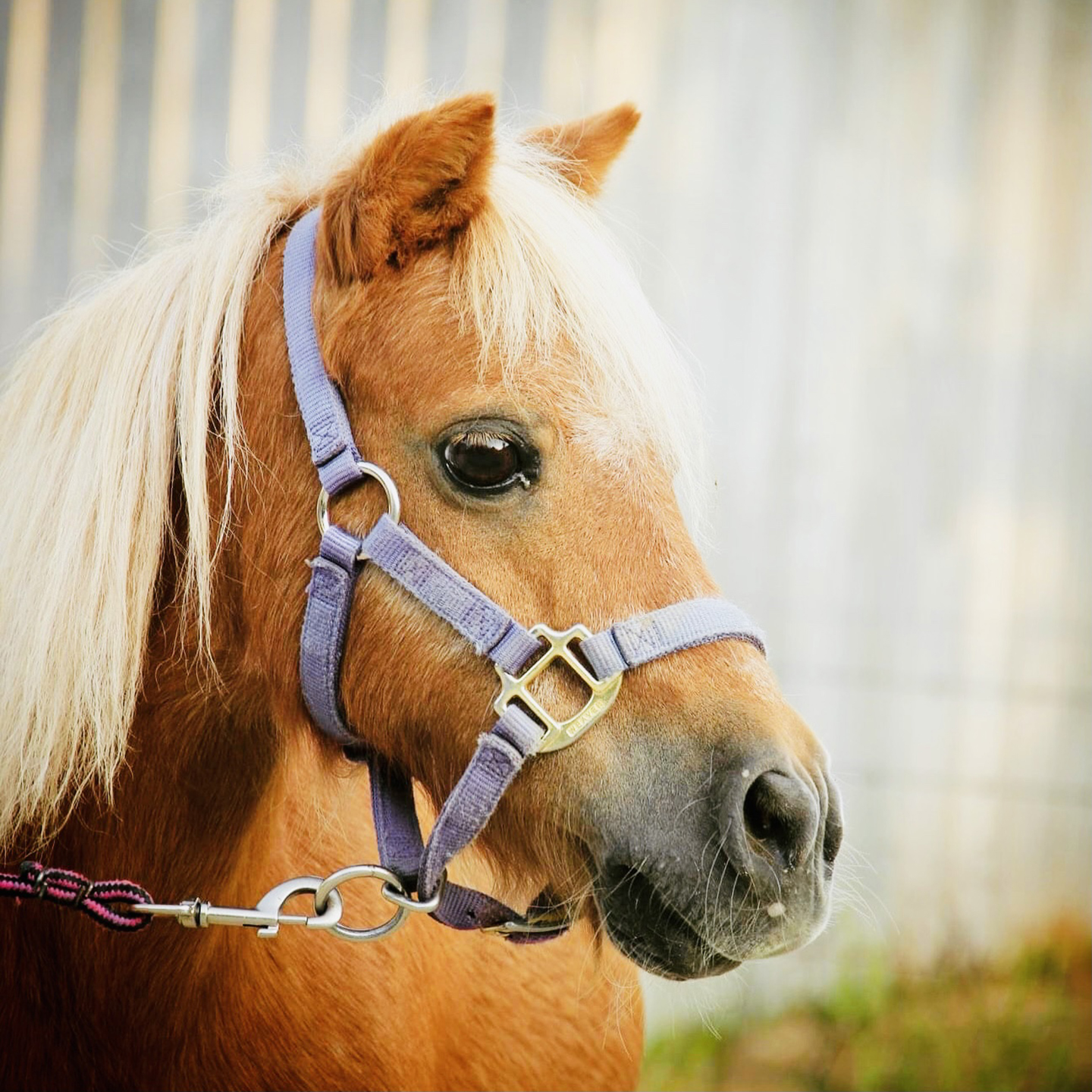 Close-up of a light brown pony with a cream-colored mane, wearing a purple halter, standing in front of a blurred fence background.