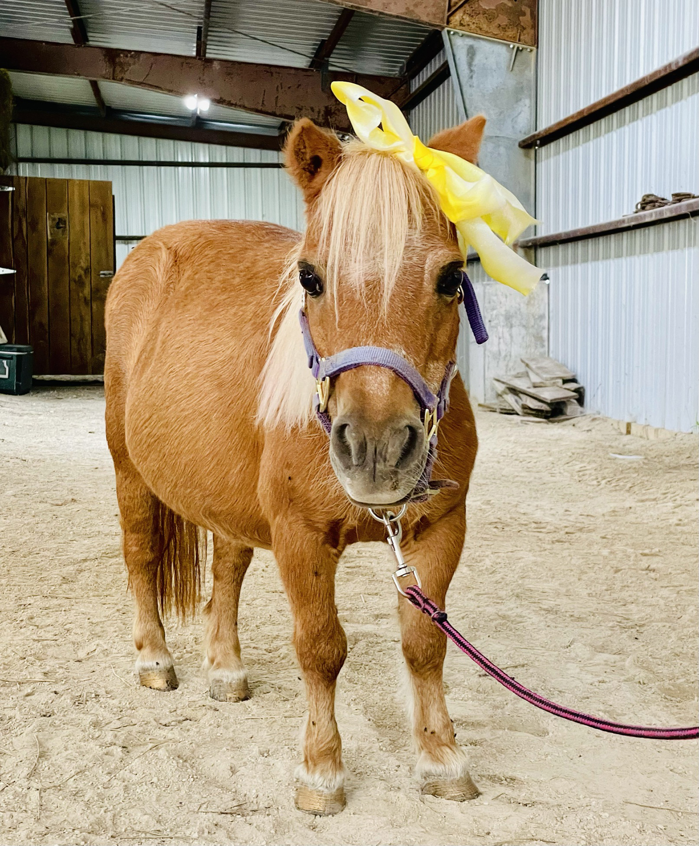 A small brown pony with a blonde mane stands indoors, wearing a purple halter and a large yellow and white bow on its head. It is attached to a pink lead rope inside a stable with wooden and metal walls.