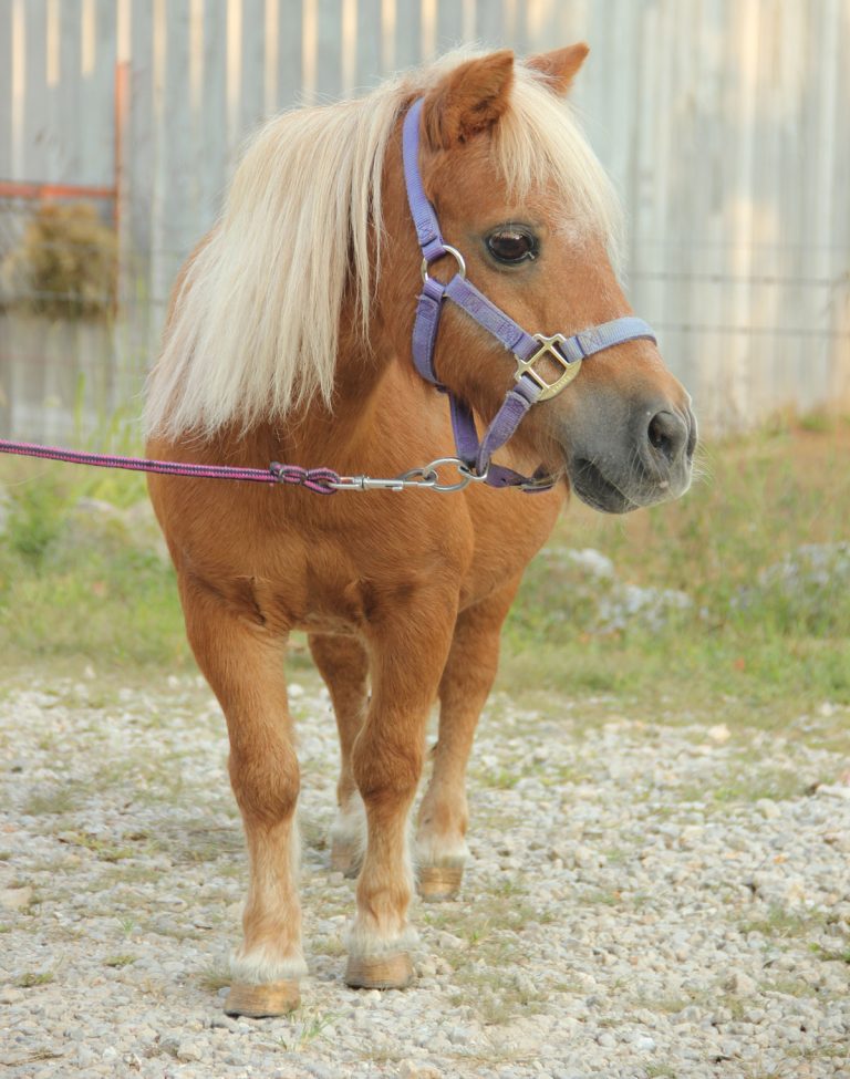 A small, light brown pony with a blond mane stands on a gravel path, wearing a purple halter and lead. A wooden fence and green grass are visible in the background.