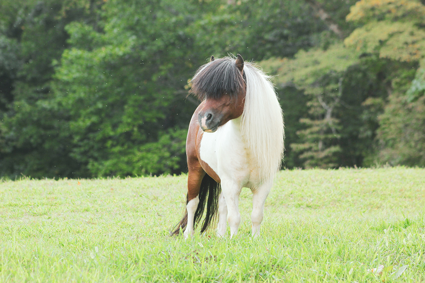 A small, brown and white pony with a long mane stands on green grass in front of a background of leafy trees. The pony is looking to its left with its mane partially covering its eyes.