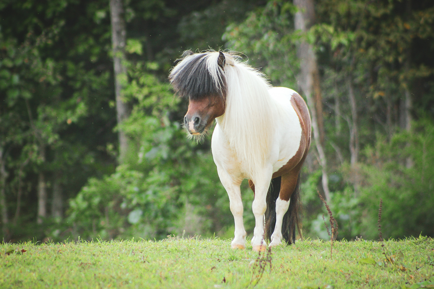 A small brown and white pony with a long, thick mane stands on green grass, with a blurred background of trees and foliage.