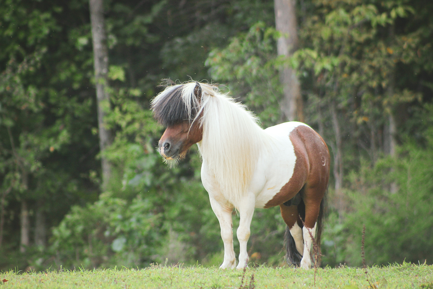 A small brown and white pony stands on green grass in front of a background of dense trees, looking to the left with its long mane partially covering its eyes.