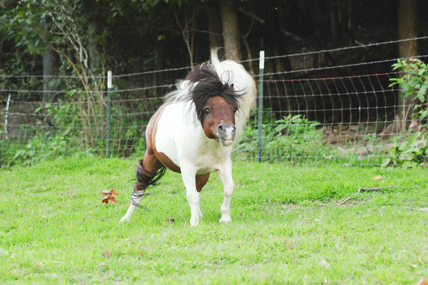 A small brown and white pony stands on green grass, shaking its mane near a wire fence with trees in the background.