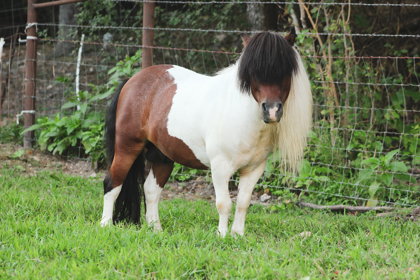 A small brown and white miniature horse with a long mane stands on grass near a wire fence and green plants.