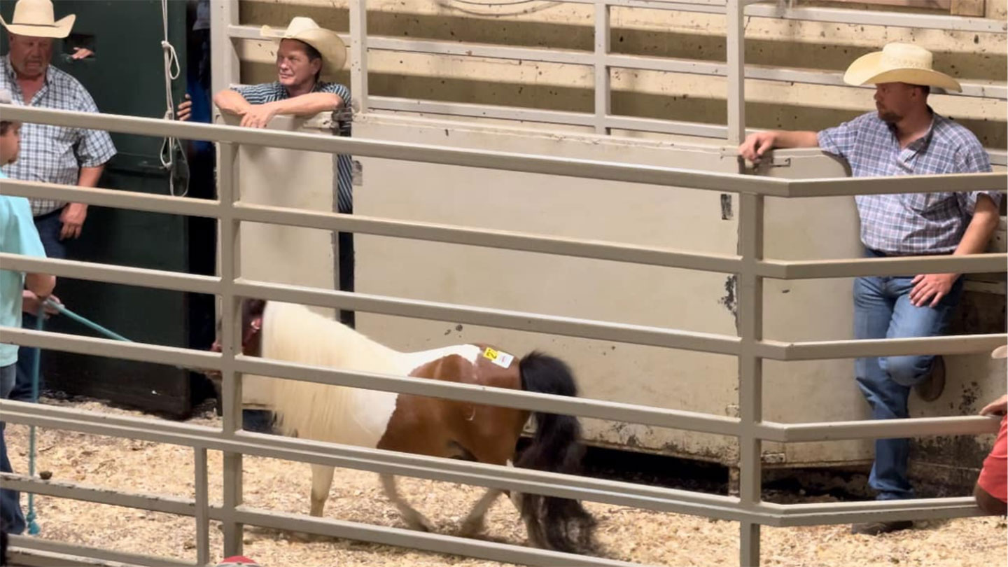 A small pony with a white and brown coat stands in an auction pen surrounded by four adults in cowboy hats and plaid shirts. The pony has a number tag on its side, and the people watch from behind metal railings.