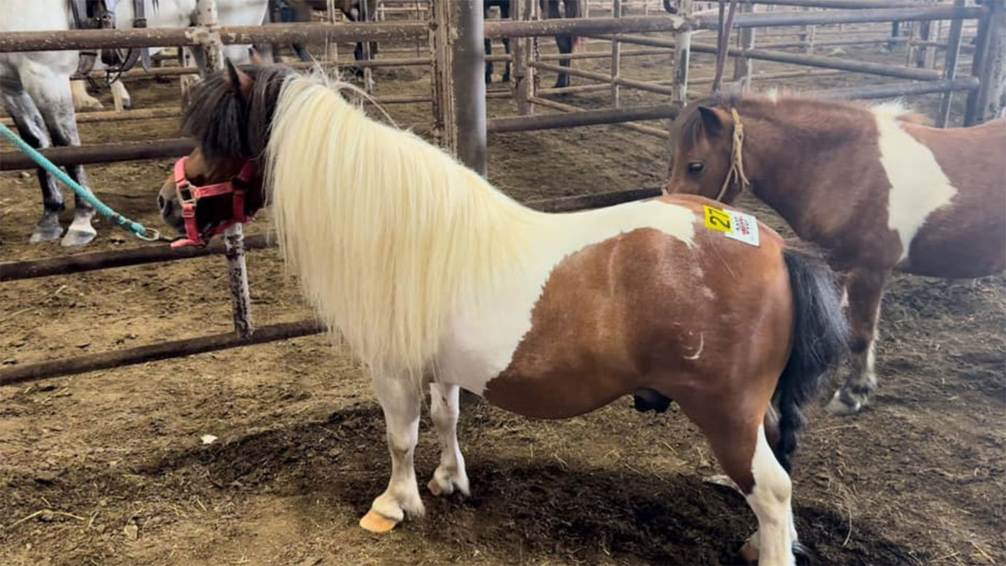 A small brown and white pony with a long, flowing mane stands in a dirt pen with a numbered sticker on its back. Another pony stands behind it, and several horses are visible in the background.