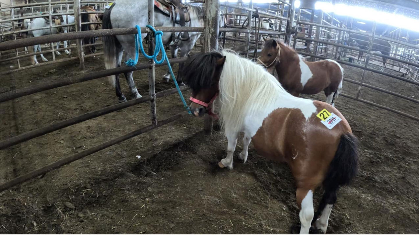 A brown and white pony with a numbered sticker on its back stands in a pen, next to another pony. Horses are visible in adjacent pens inside a large indoor livestock facility.