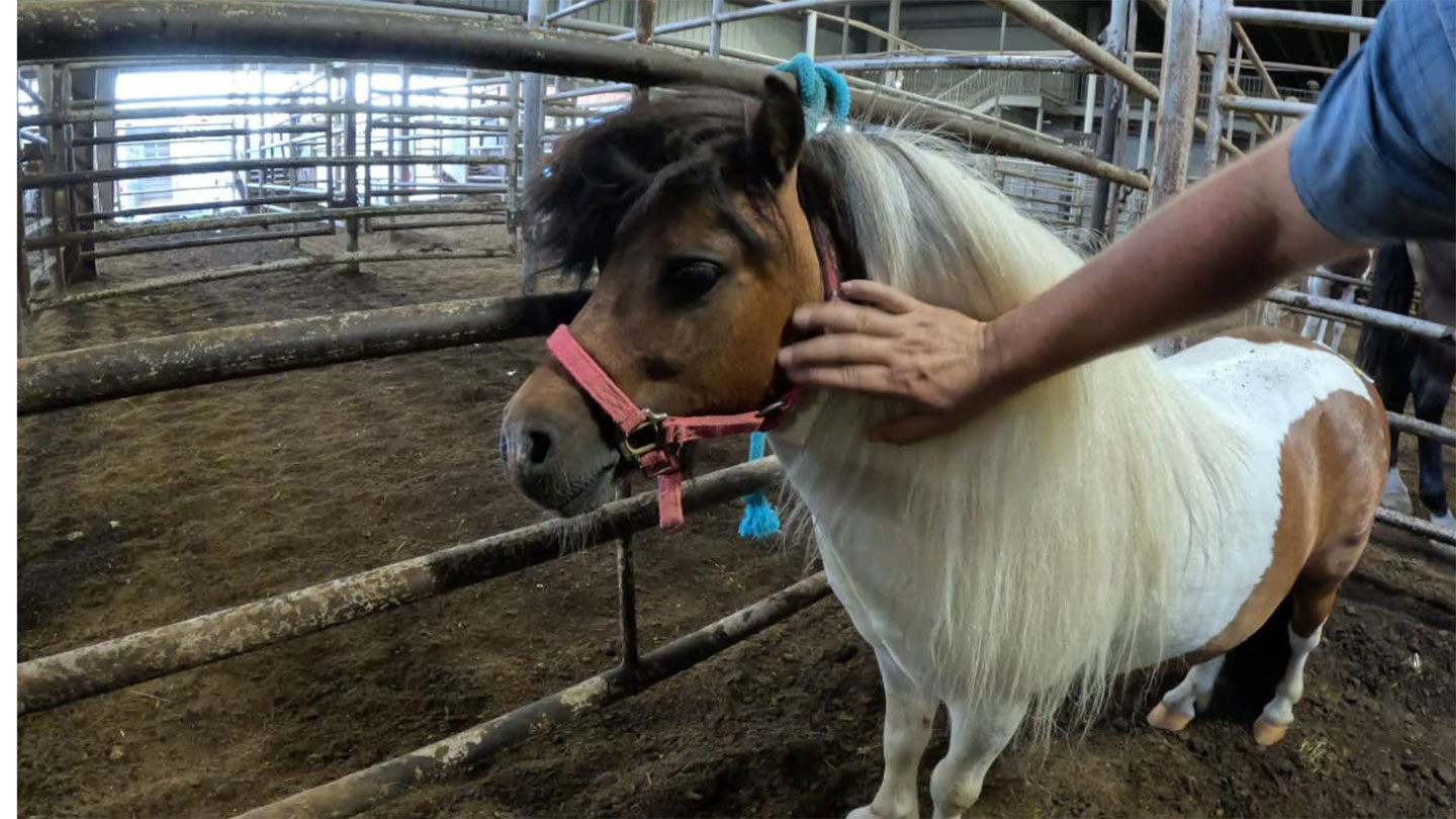 A person pets a small brown and white pony with a long, light mane inside an enclosed pen with metal rails. The pony wears a pink halter and stands on dirt ground.