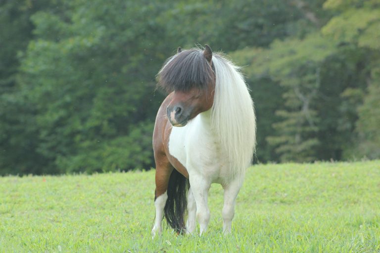 A small brown and white pony with a long, thick mane stands on green grass in a field, with a background of blurred trees and soft daylight.
