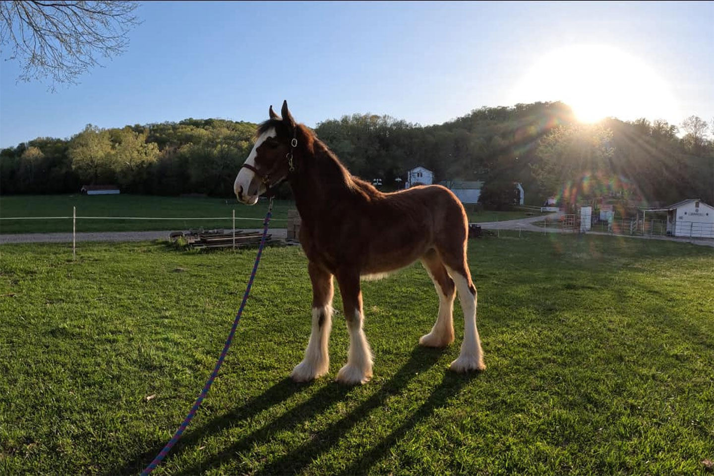 A brown horse with white markings stands on a grassy field at sunset, casting a long shadow. Trees, a few buildings, and a fence are visible in the background under a bright sky.