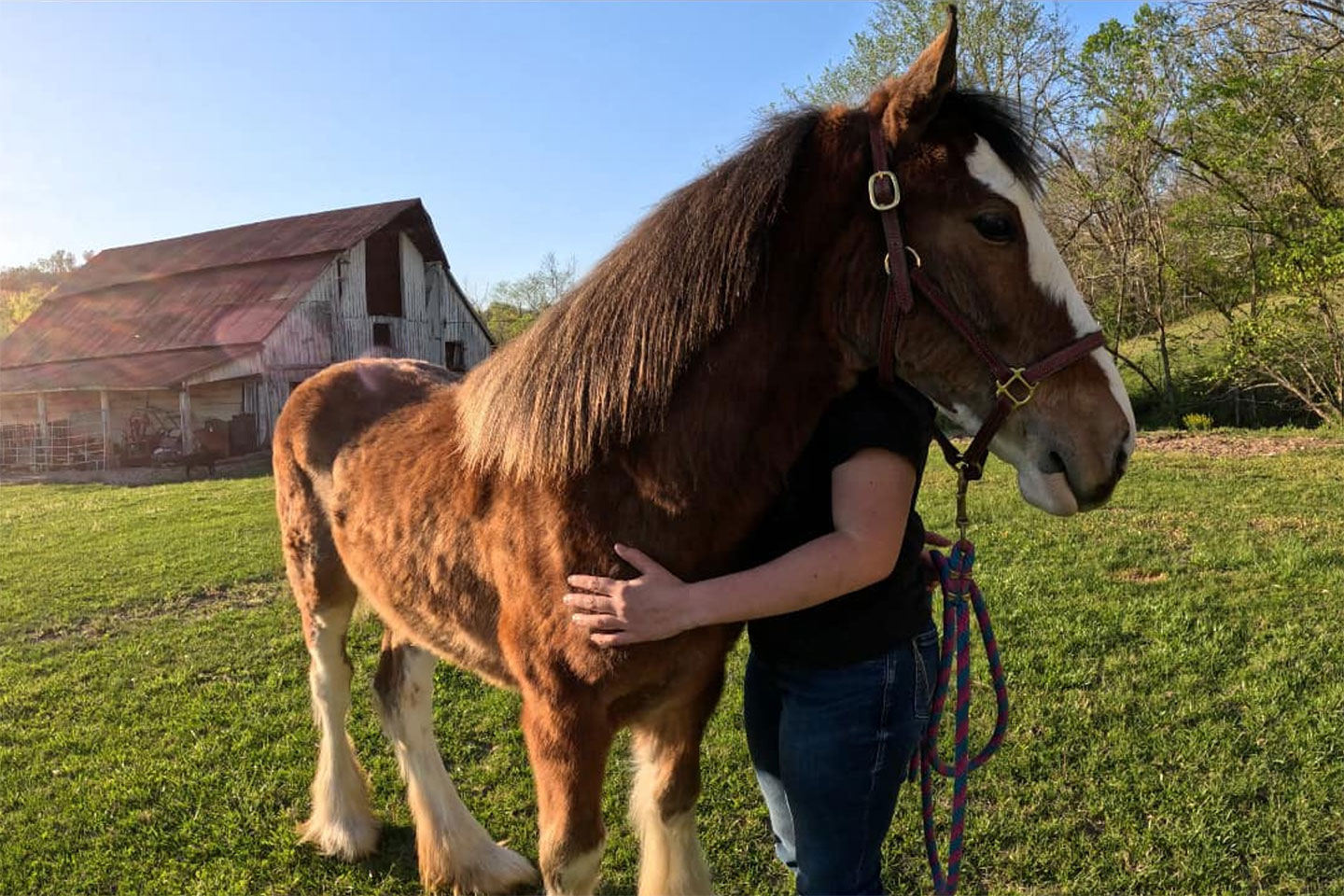 A person hugs a large brown horse with a white face marking in a grassy field near an old barn, under a clear blue sky. The persons face is hidden behind the horse.