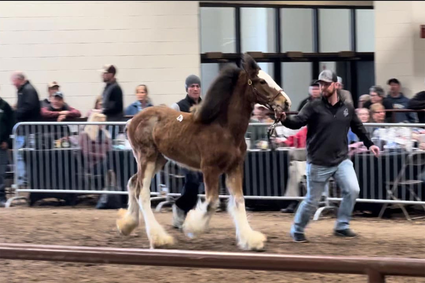 A young Clydesdale horse with fluffy white legs is led by a handler in an indoor show arena. Spectators sit behind metal barriers in the background, watching the event.