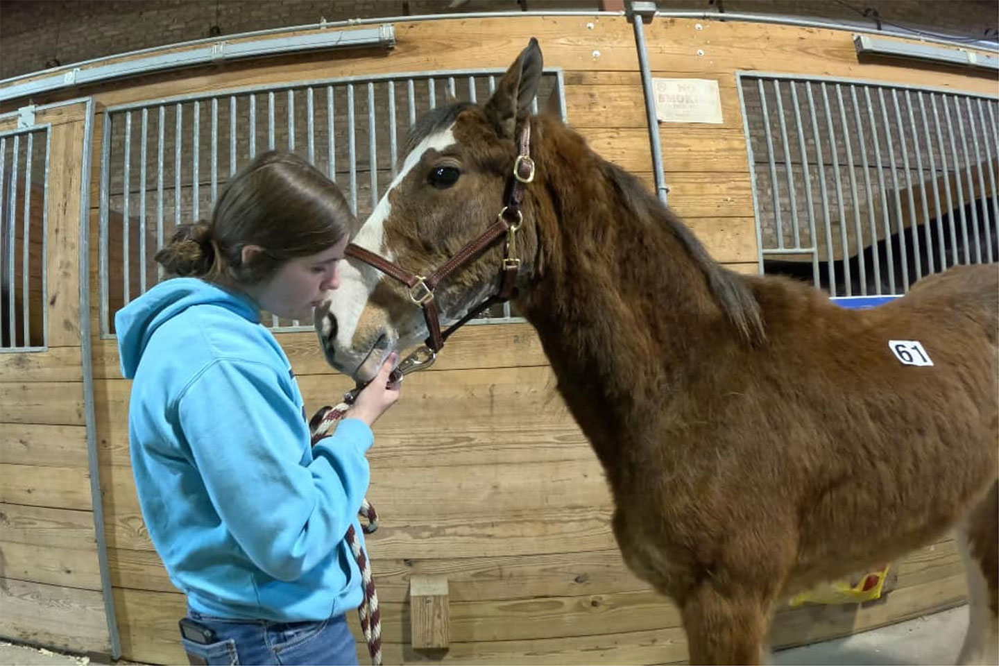 A young woman in a blue hoodie gently touches the face of a brown horse with a white marking, standing in front of wooden stable doors. The horse has a halter on and a number 61 tag on its side.