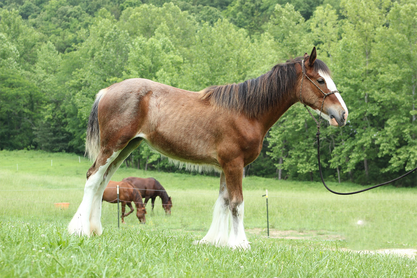 A young brown and white Clydesdale horse stands on grass, held by a lead, with another horse grazing in the background. Lush green trees fill the landscape behind them.
