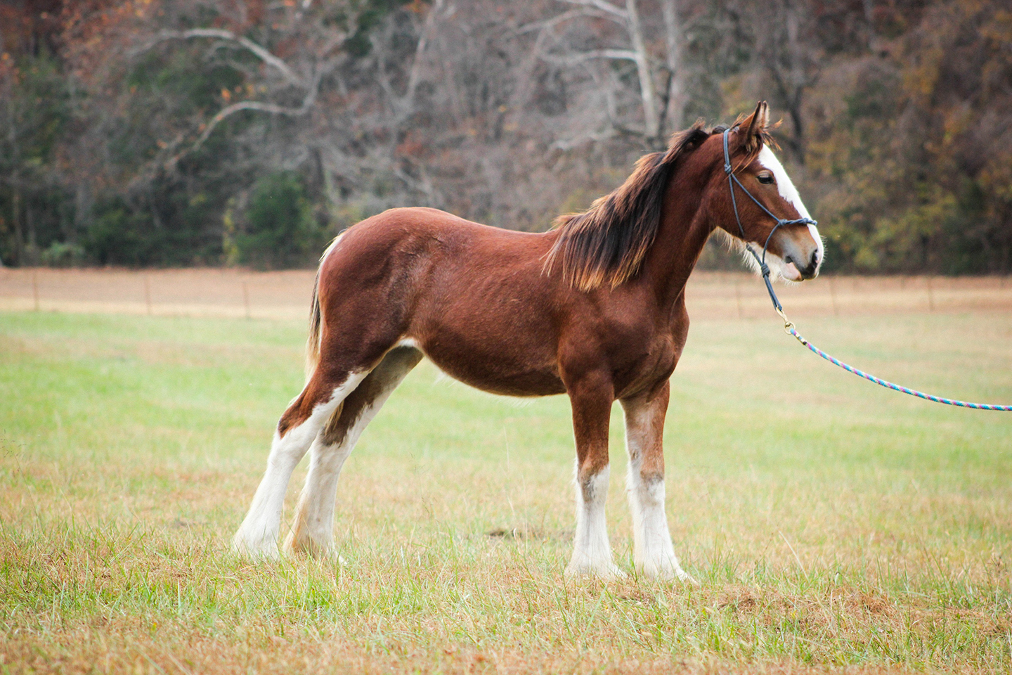 A brown horse with a white face and white legs stands on a grassy field, held by a blue rope. The background shows bare trees and a fence line on an overcast day.