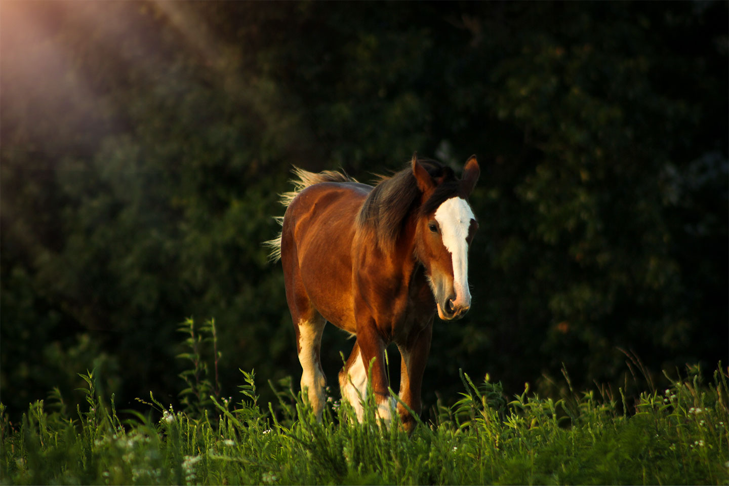 A brown horse with a white face stands in a sunlit grassy field, with dark green trees blurred in the background.