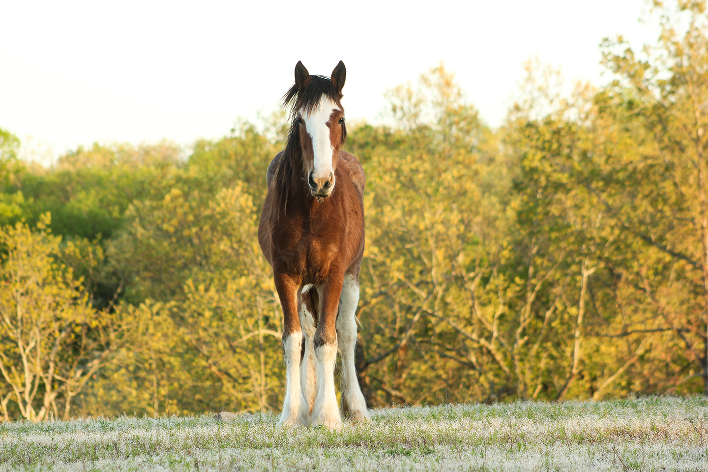 A brown horse with a white face and legs stands on a grassy field with trees in the background under a clear sky.
