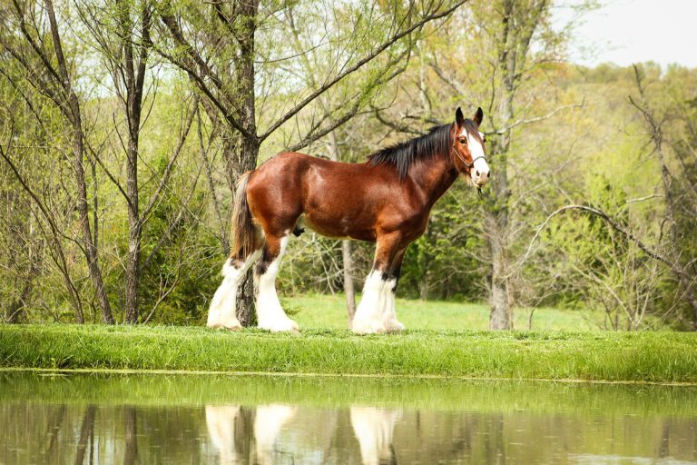A brown Clydesdale horse with a white face and white feathered legs stands on green grass near a pond, surrounded by leafless and leafy trees, with its reflection visible in the water.