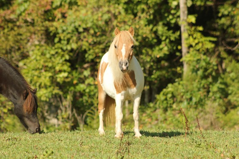 A small white and brown pony stands in a sunlit grassy field, facing the camera, while another dark-colored pony grazes nearby. Green trees fill the background.
