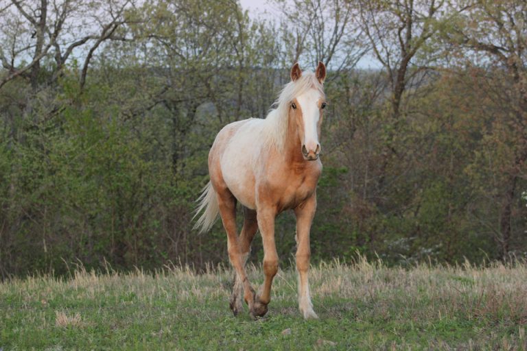 A light tan horse with a white mane walks toward the camera on a grassy field, with trees and foliage in the background.