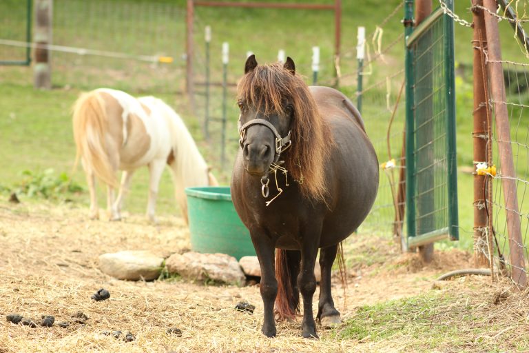 A dark brown pony with a thick mane stands in a fenced area with straw on the ground, facing the camera. In the background, a light-colored horse grazes near a green bucket.