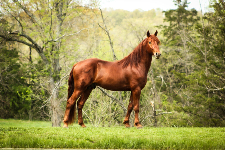 A chestnut brown horse stands on green grass in front of trees with spring foliage, looking toward the camera in a peaceful outdoor setting.