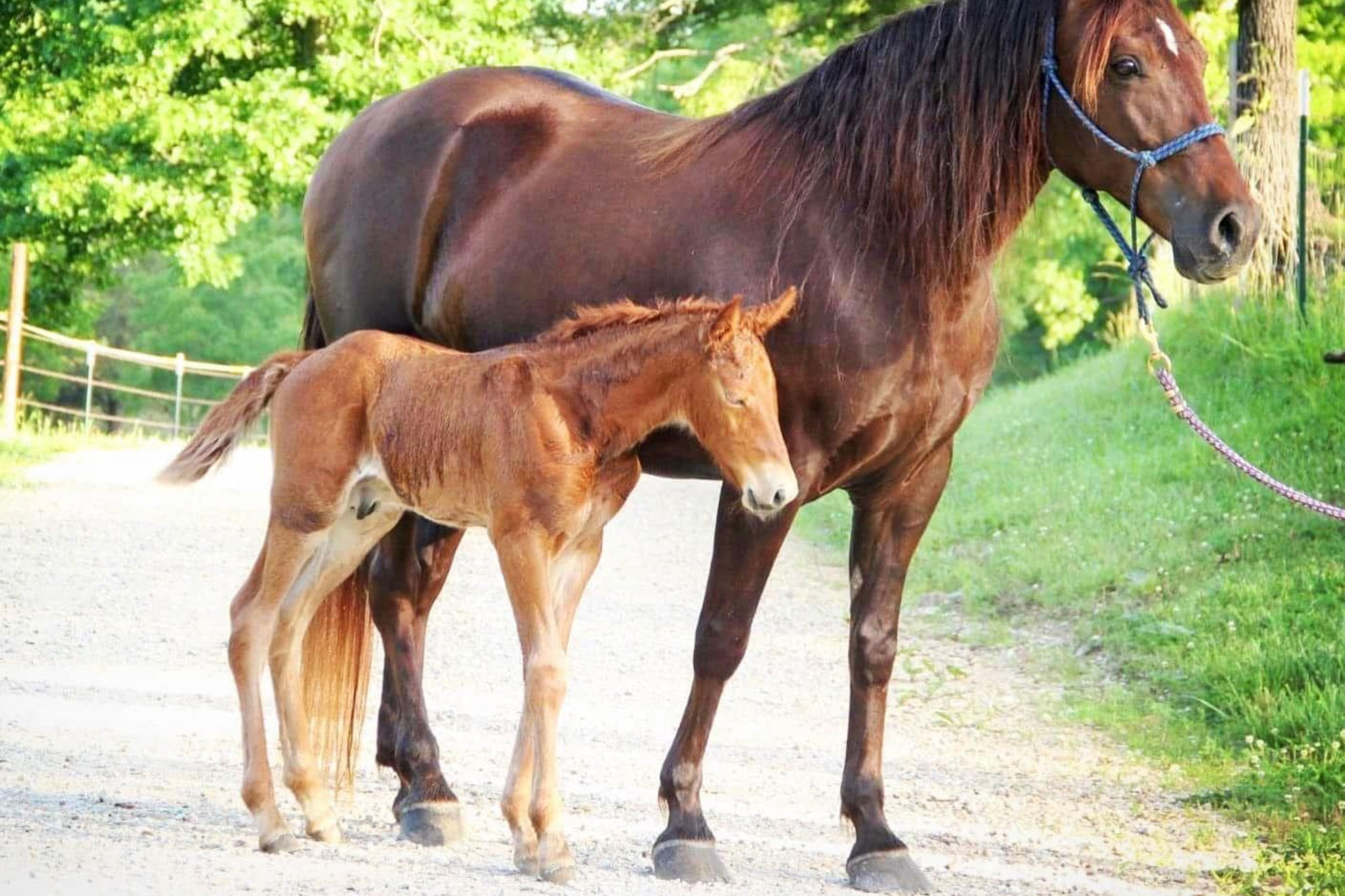 A brown mare stands on a gravel path beside a brown foal, which is nestled close to her. Green grass and trees are in the background on a sunny day.