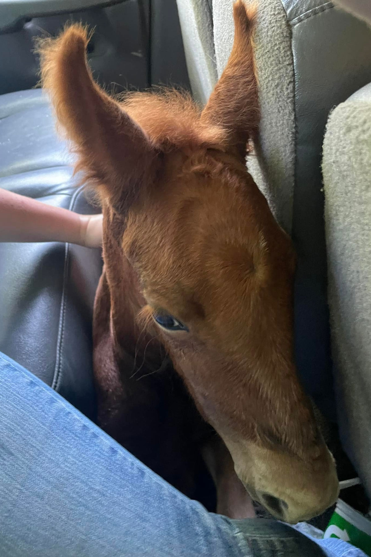 A young brown foal with fuzzy ears sits on the backseat of a car, nestled between the seat and a person’s arm and knee.