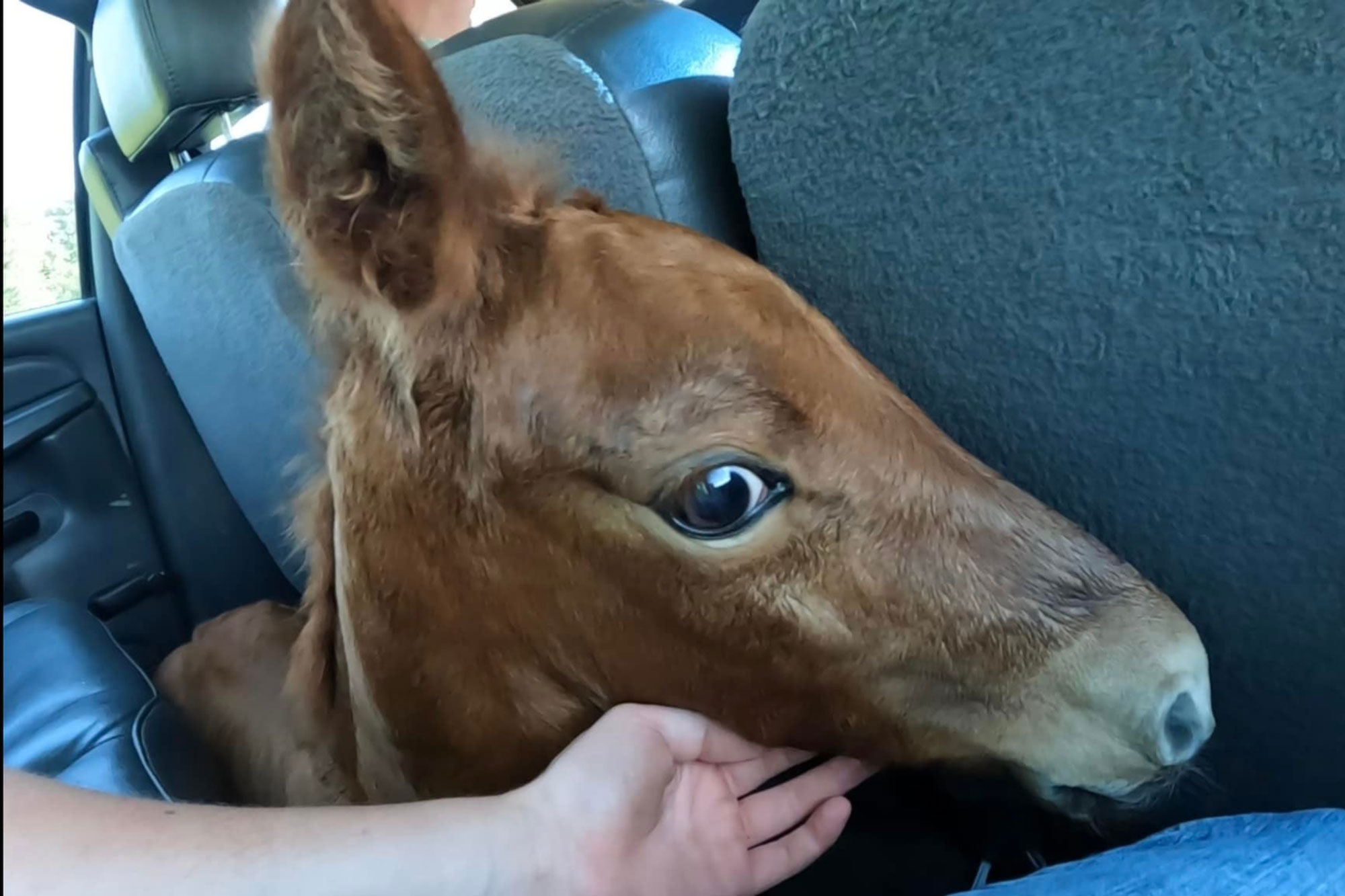 A young brown foal lies on the back seat of a car, its head resting on the seat while a person gently supports its chin with their hand.