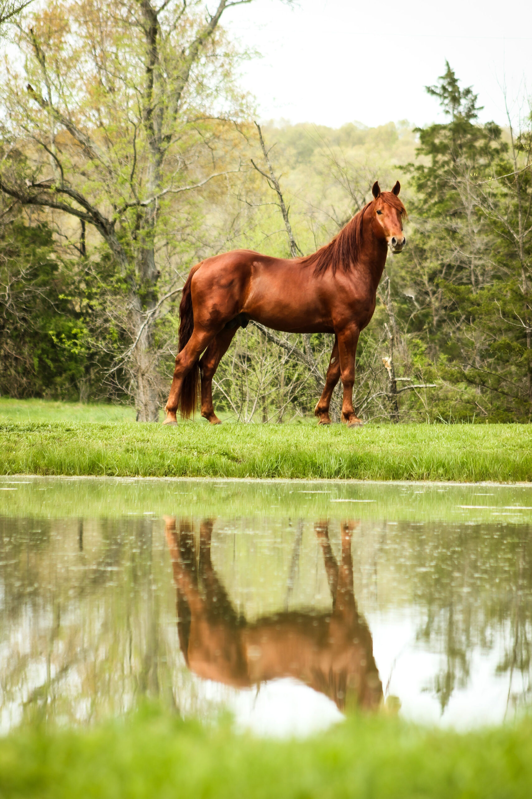 A chestnut horse stands on green grass near the edge of a pond, with its reflection visible in the water. Trees with fresh spring leaves fill the background.