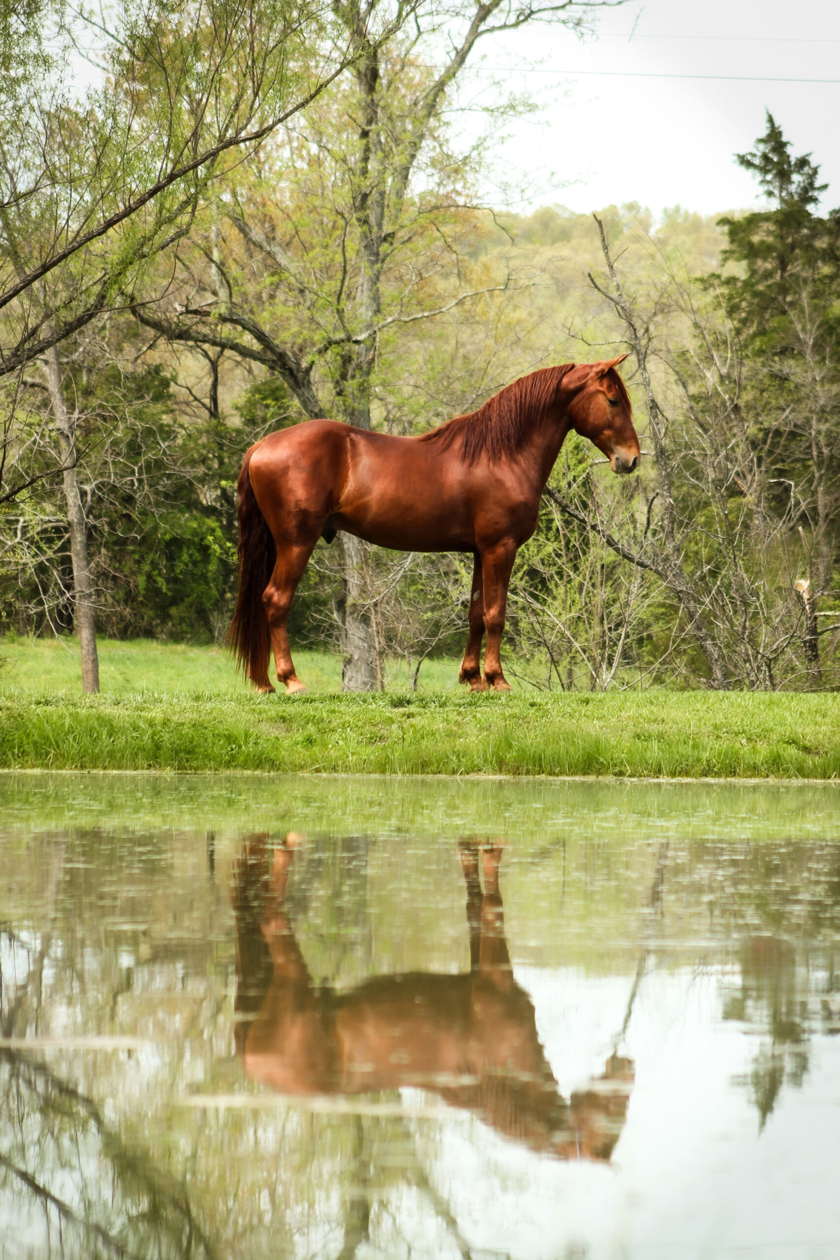 A chestnut horse stands on green grass near a calm pond, with its reflection visible in the water. Leafy trees fill the natural background.