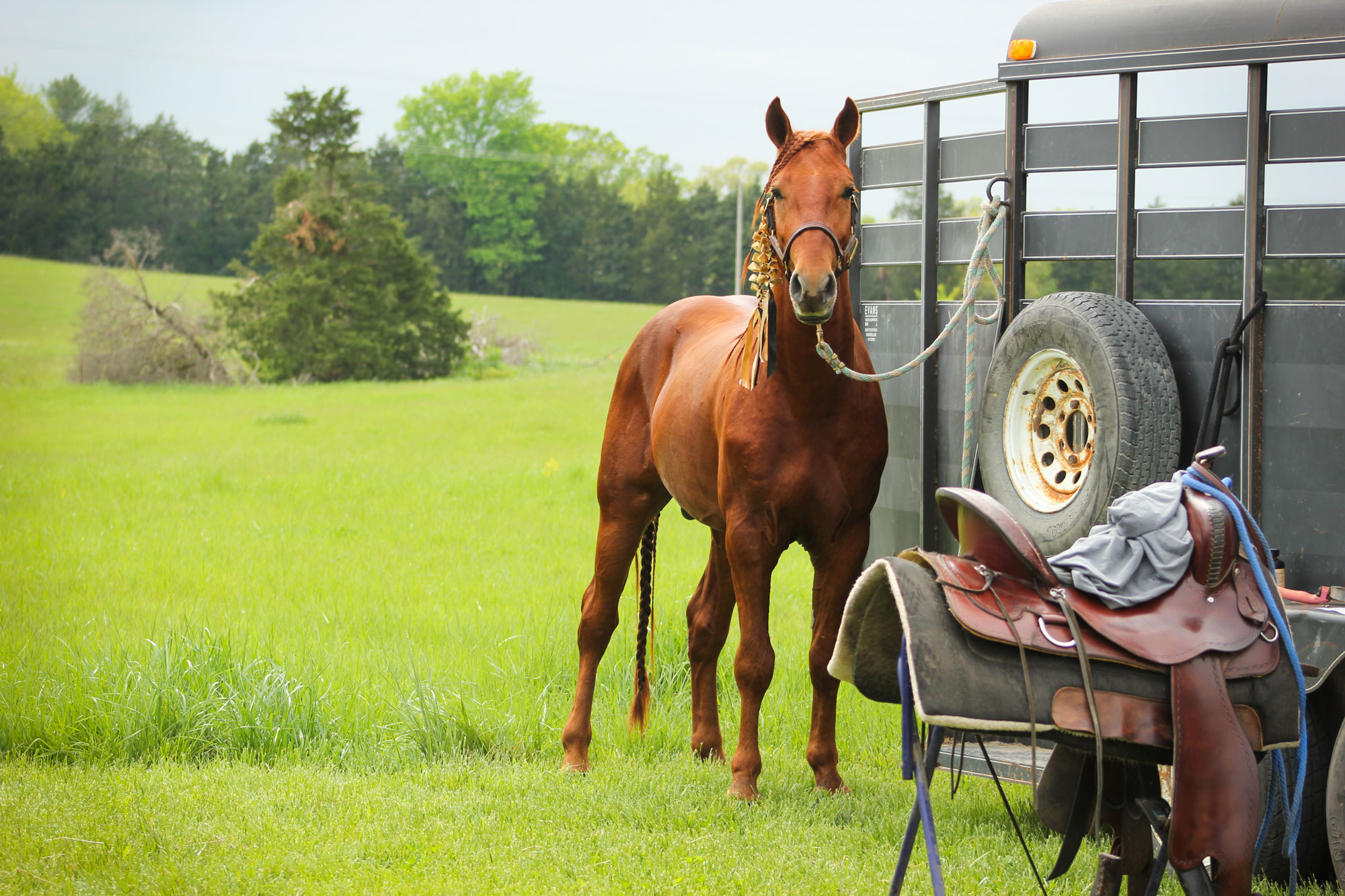 A brown horse is tied to a trailer in a grassy field. A saddle rests on a nearby metal stand, and trees are visible in the background under a cloudy sky.