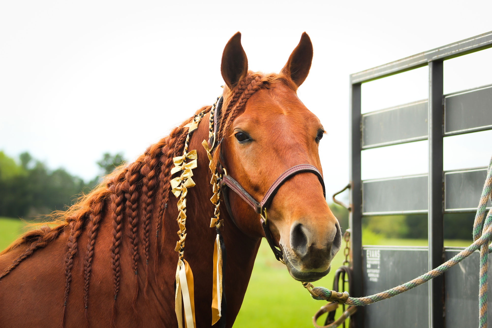 A brown horse with braided mane decorated with gold ribbons stands next to a metal trailer, wearing a halter and rope, in a grassy outdoor setting.