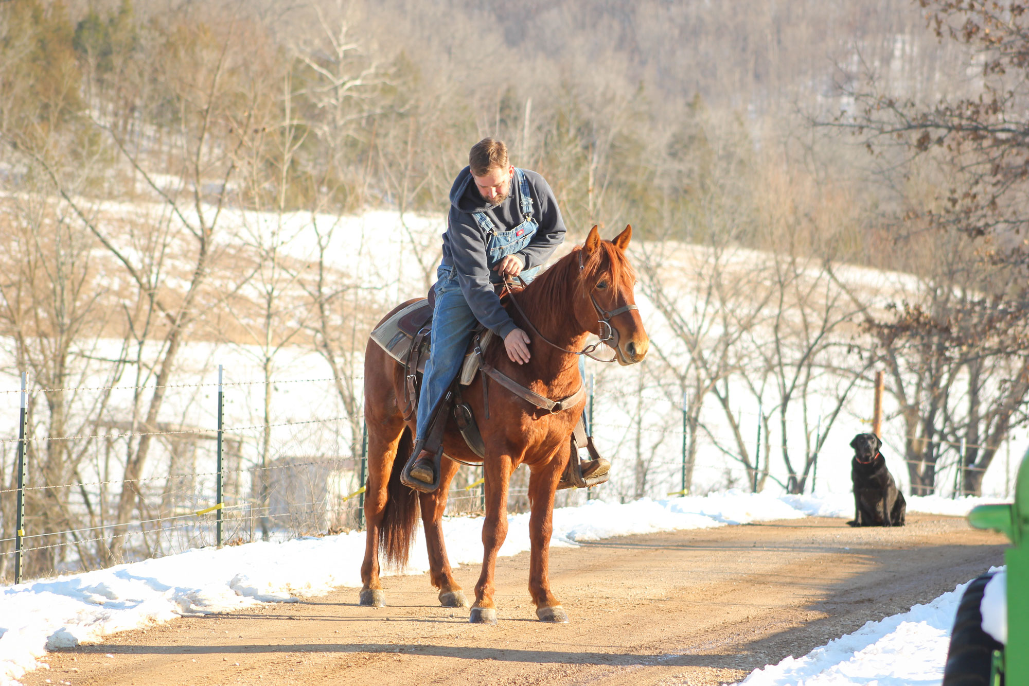 A man in a gray jacket sits on a brown horse on a snowy dirt road, looking down and adjusting something on the saddle. A black dog sits in the background beside the road. Bare trees line the wintry landscape.