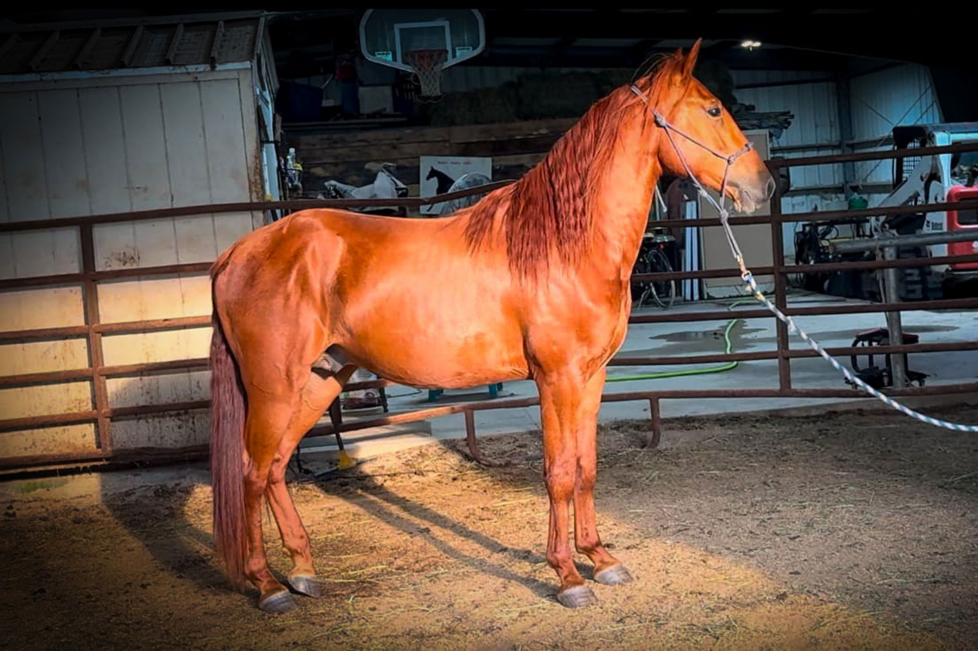 A chestnut horse with a long mane stands alert in an indoor pen, tethered by a lead rope. The background shows fencing, a shed, and various equipment, with the scene lit by overhead lights.