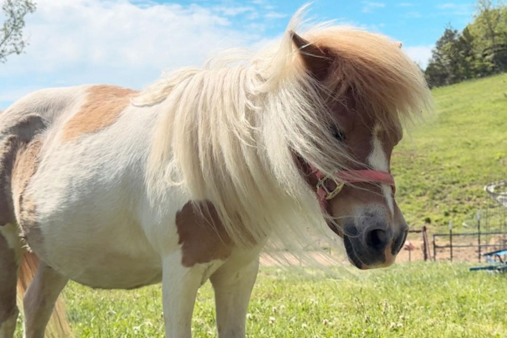 A small brown and white pony with a long, flowing mane stands on green grass under a blue sky, wearing a pink halter. Trees and a fence are visible in the background.