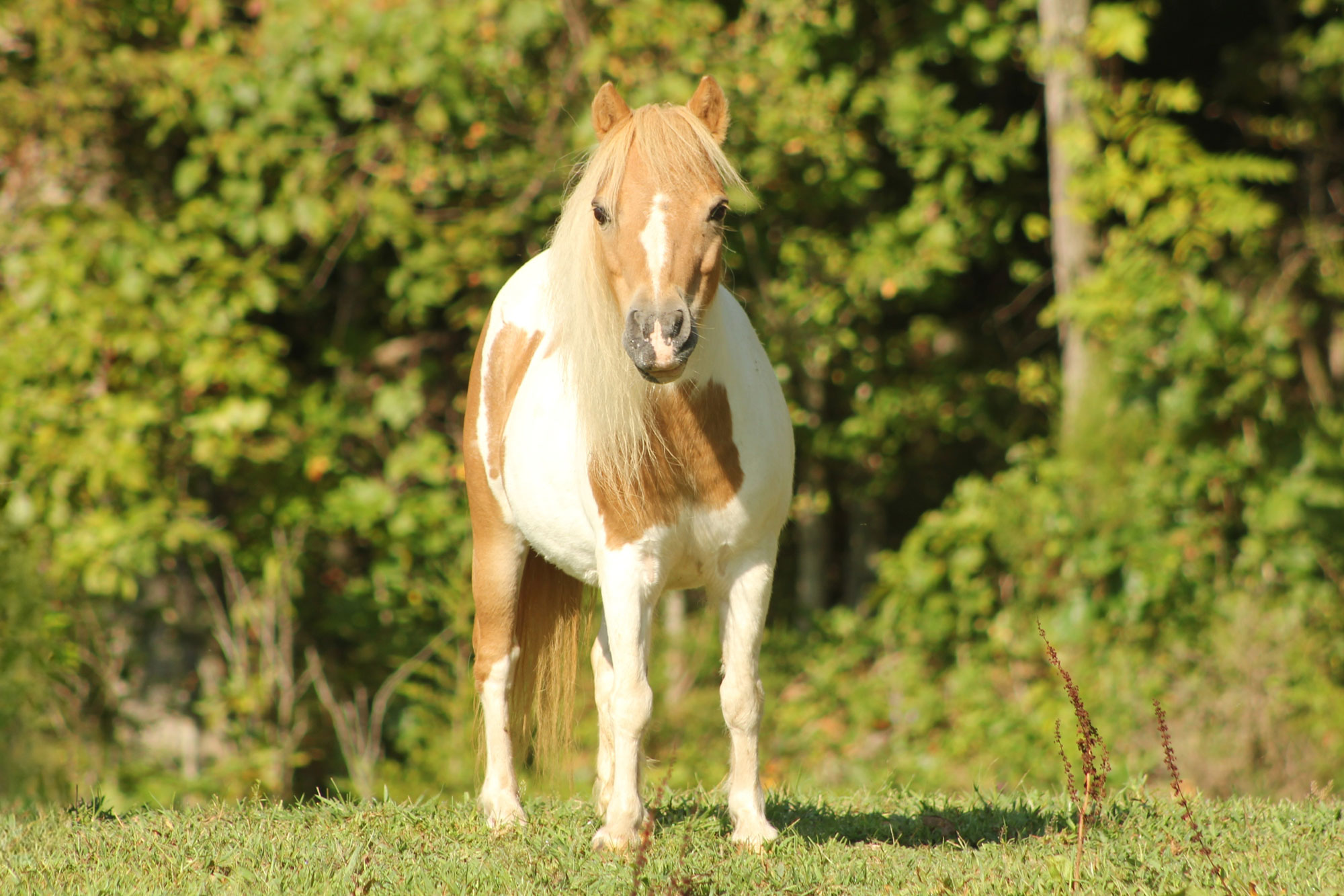 A small brown and white pony stands on green grass, facing the camera, with trees and foliage blurred in the background on a sunny day.
