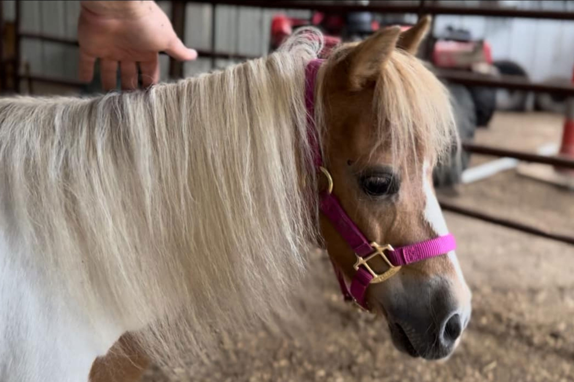A small horse with a long, light mane and a pink halter stands in a fenced area. A hand hovers over its neck, and farm equipment is visible in the blurred background.