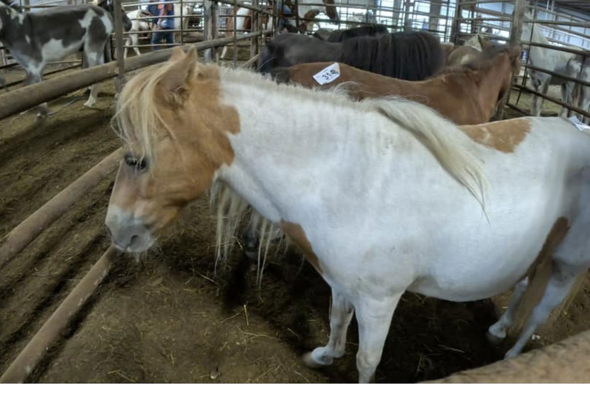 A light brown and white pony stands in a pen with other horses at an indoor livestock auction. The animal has a number tag on its back, and the area is enclosed with metal railings on a dirt floor.