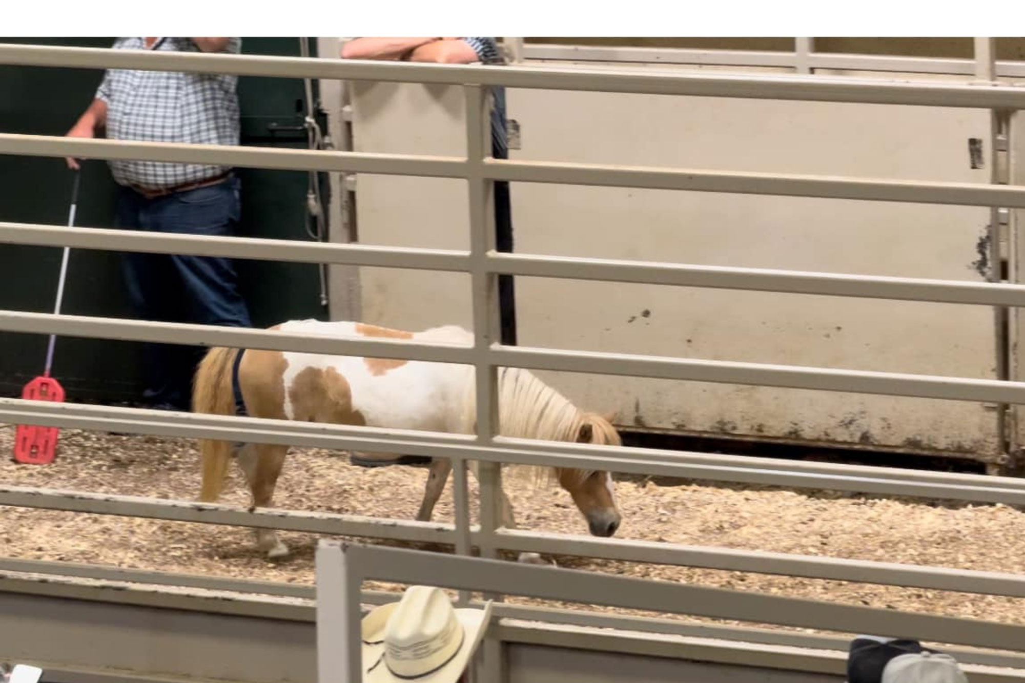 A small brown and white pony stands in a pen with sawdust on the ground. Two people, one holding a cattle prod, stand behind the gate. Metal rails and a white fence surround the enclosure.
