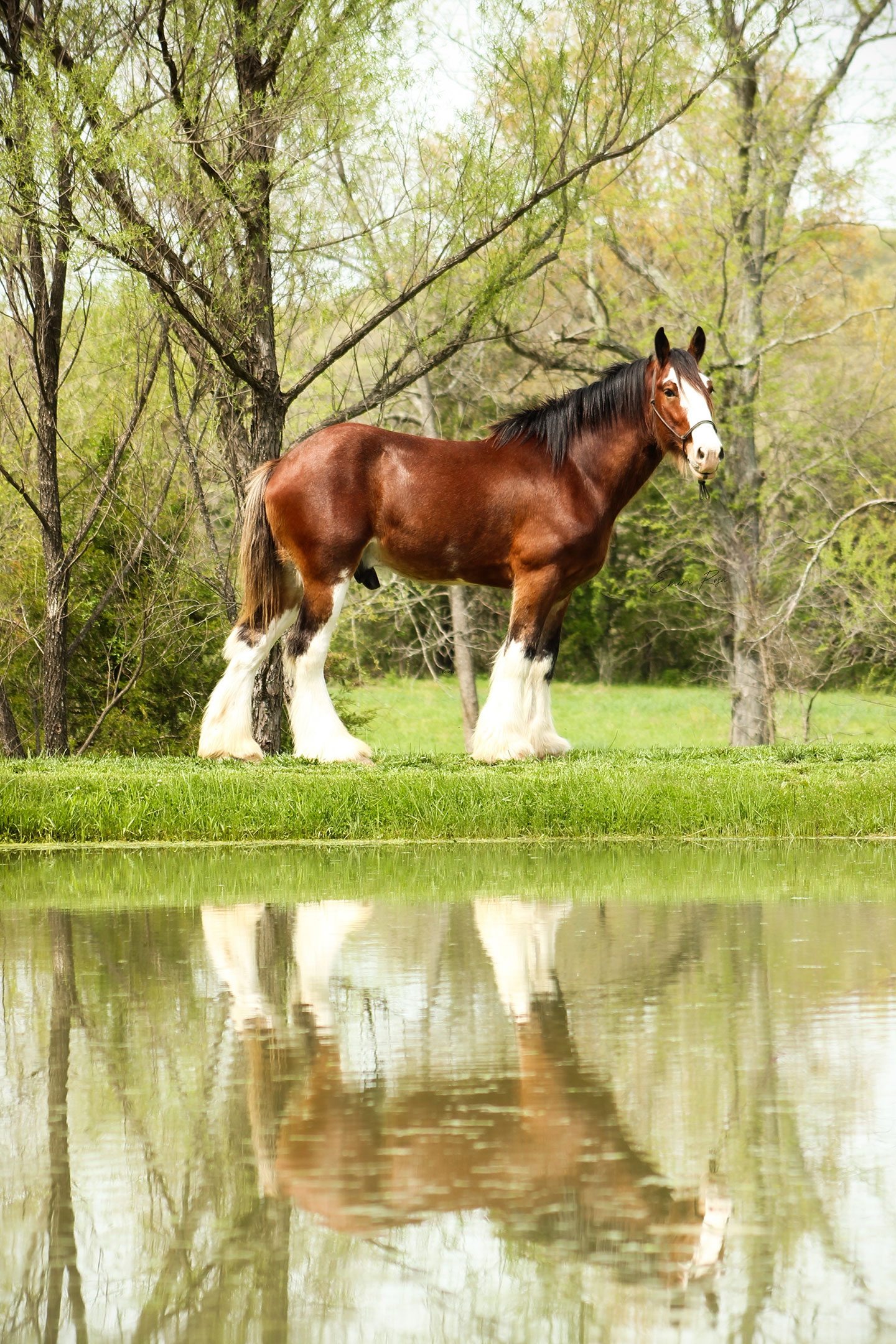 A brown Clydesdale horse with white markings on its face and legs stands on grass near a calm pond, its reflection visible in the water, surrounded by leafy green trees.