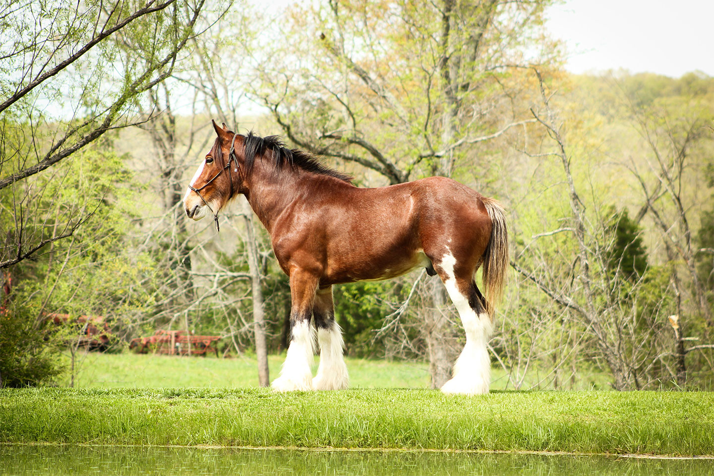 A brown Clydesdale horse with a white blaze on its face and fluffy white lower legs stands on green grass near water, surrounded by trees and foliage under a bright sky.