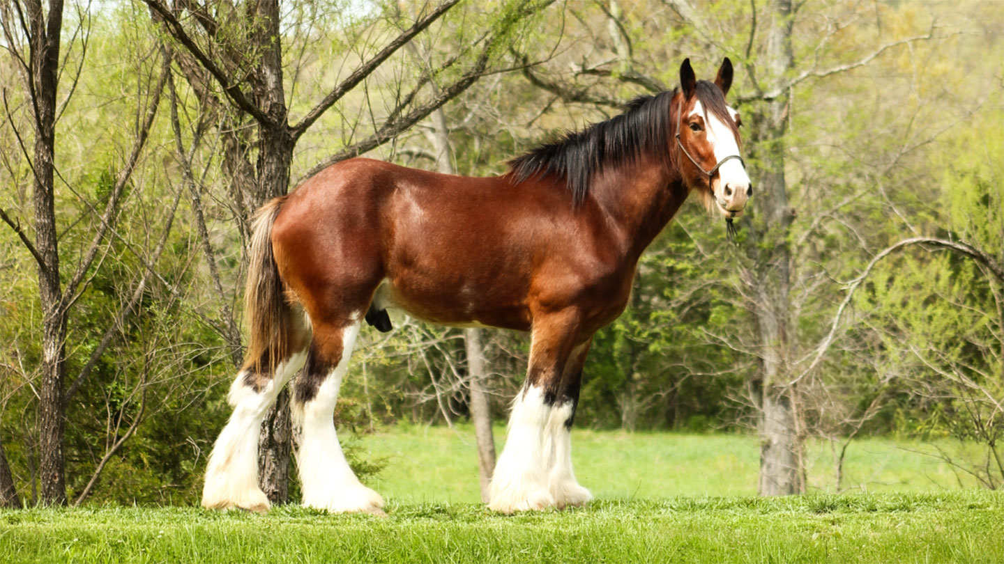 A brown and white Clydesdale horse stands on grass in front of trees, with a white blaze on its face and long feathered white hair on its lower legs.