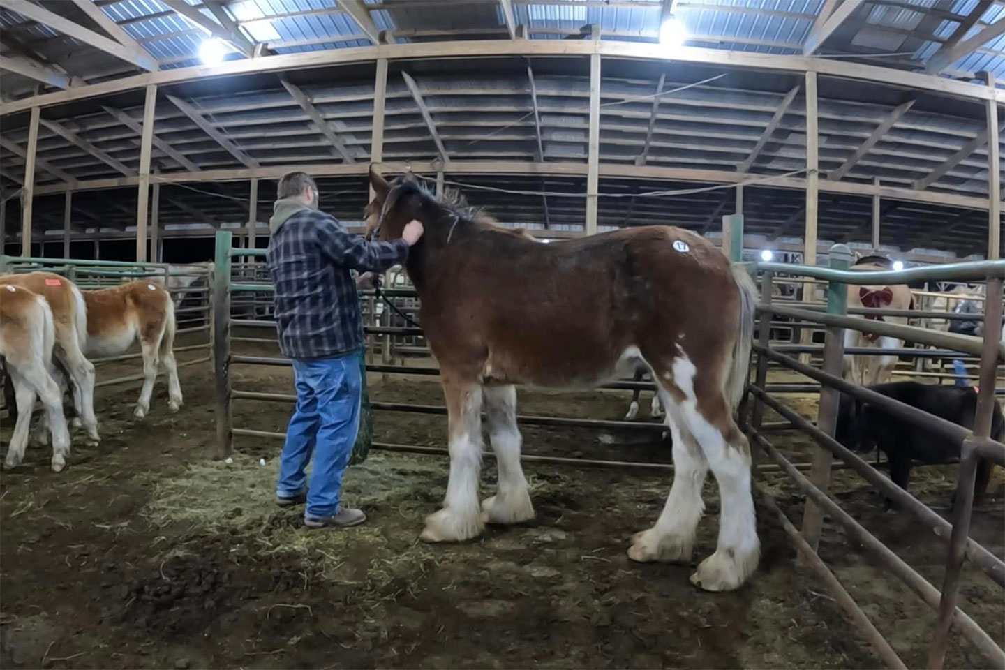 A person in a plaid shirt and jeans brushes a brown and white Clydesdale foal inside a pen at an indoor livestock facility. Other foals are visible in nearby pens.