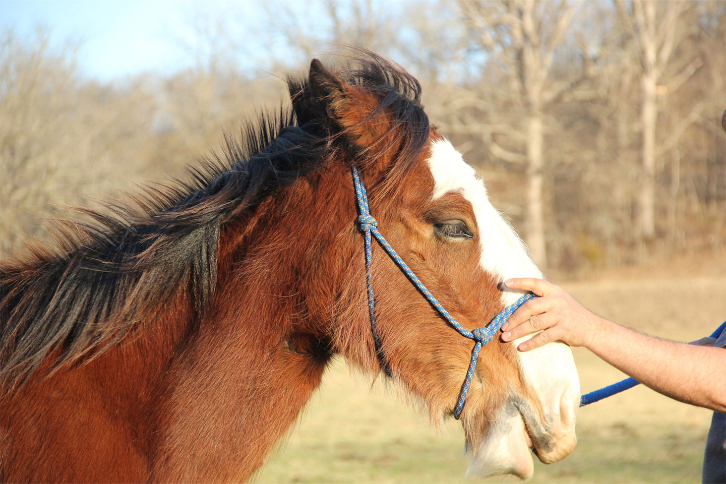 A person gently touches the face of a brown horse with a white blaze on its face, wearing a blue halter, outdoors on a sunny day with bare trees in the background.