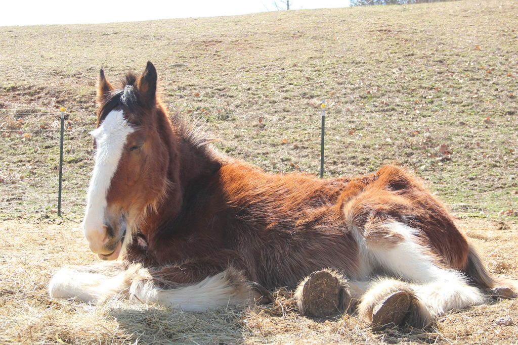 A brown and white horse with a thick mane is lying down on straw in a sunlit field, resting near a wire fence. The background shows a grassy, sloping hill.