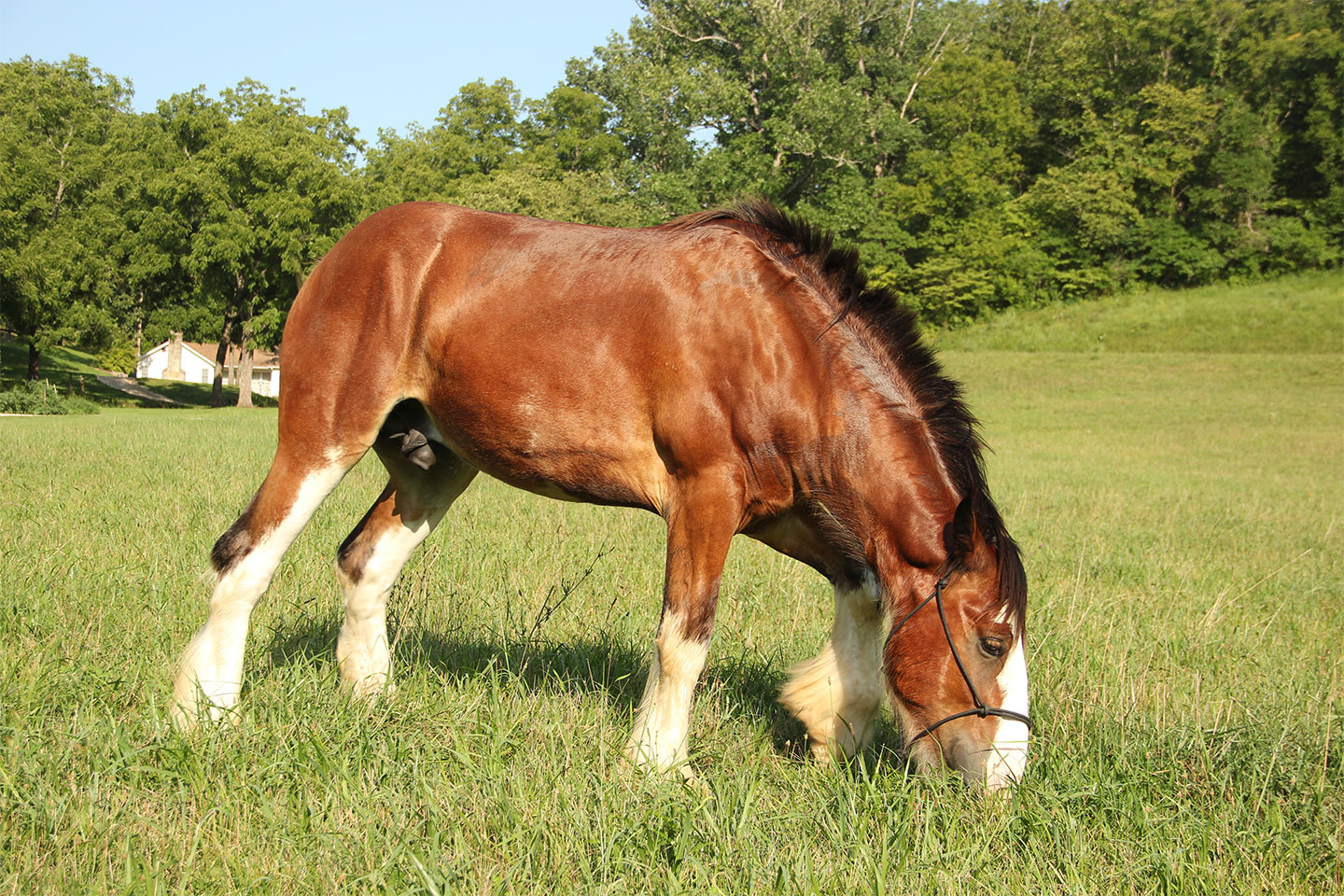 A brown and white horse with a dark mane grazes on green grass in a sunny, open field with trees and a house in the background.