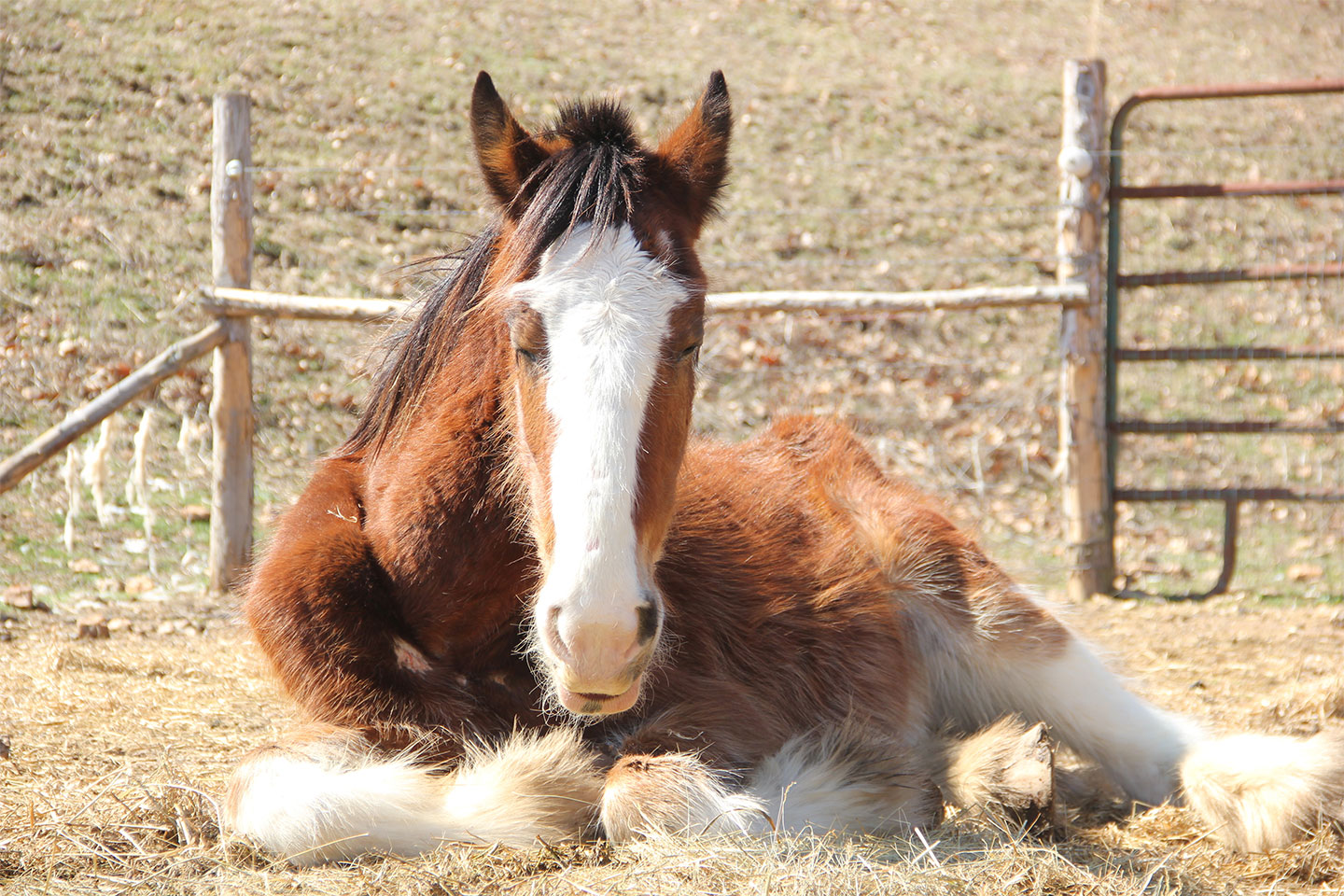 A brown and white horse with a white blaze on its face lies down on straw in a sunlit paddock, with a wooden fence and gate in the background.